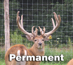 Permanent Deer Fence