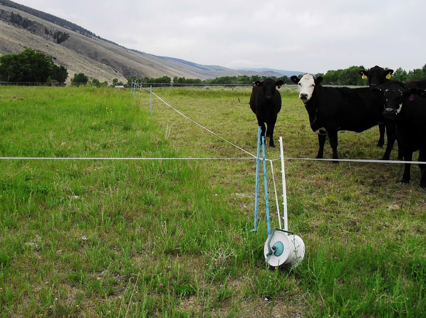 Flexible Grazing Cells