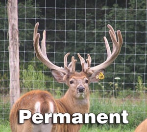 Permanent Deer Fence