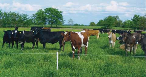 PasturePro Fence Post