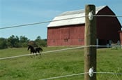 Hotcote Horse Fence